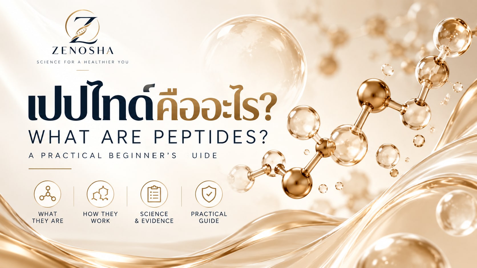 Beginner's guide to peptides explaining what peptides are and their relationship to chains of amino acids